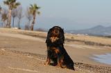 CAVALIER KING CHARLES 461